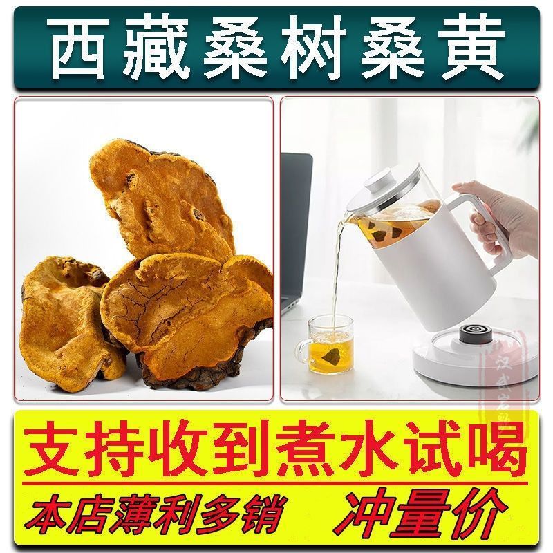 西藏野生桑黄正宗西藏桑树桑黄***金边桑黄长白山老偏方桑正品