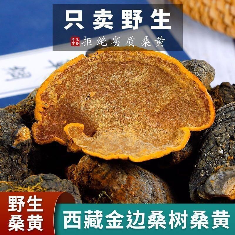 西藏野生桑黄正宗西藏桑树桑黄***金边桑黄长白山老偏方桑正品