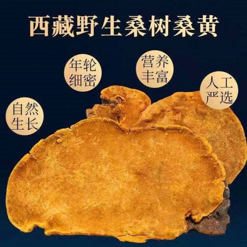 西藏野生桑黄正宗西藏桑树桑黄***金边桑黄长白山老偏方桑正品