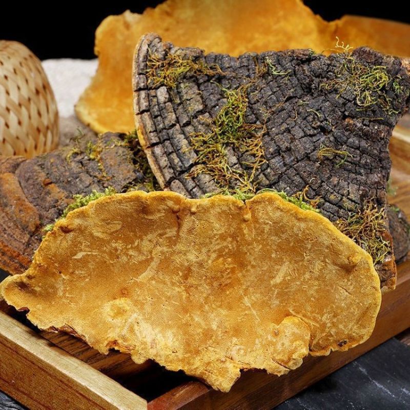 西藏野生桑黄正宗西藏桑树桑黄***金边桑黄长白山老偏方桑正品