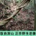 广西野生鸡血藤助村天然***无硫新鲜干货大片泡水泡酒泡茶煲汤