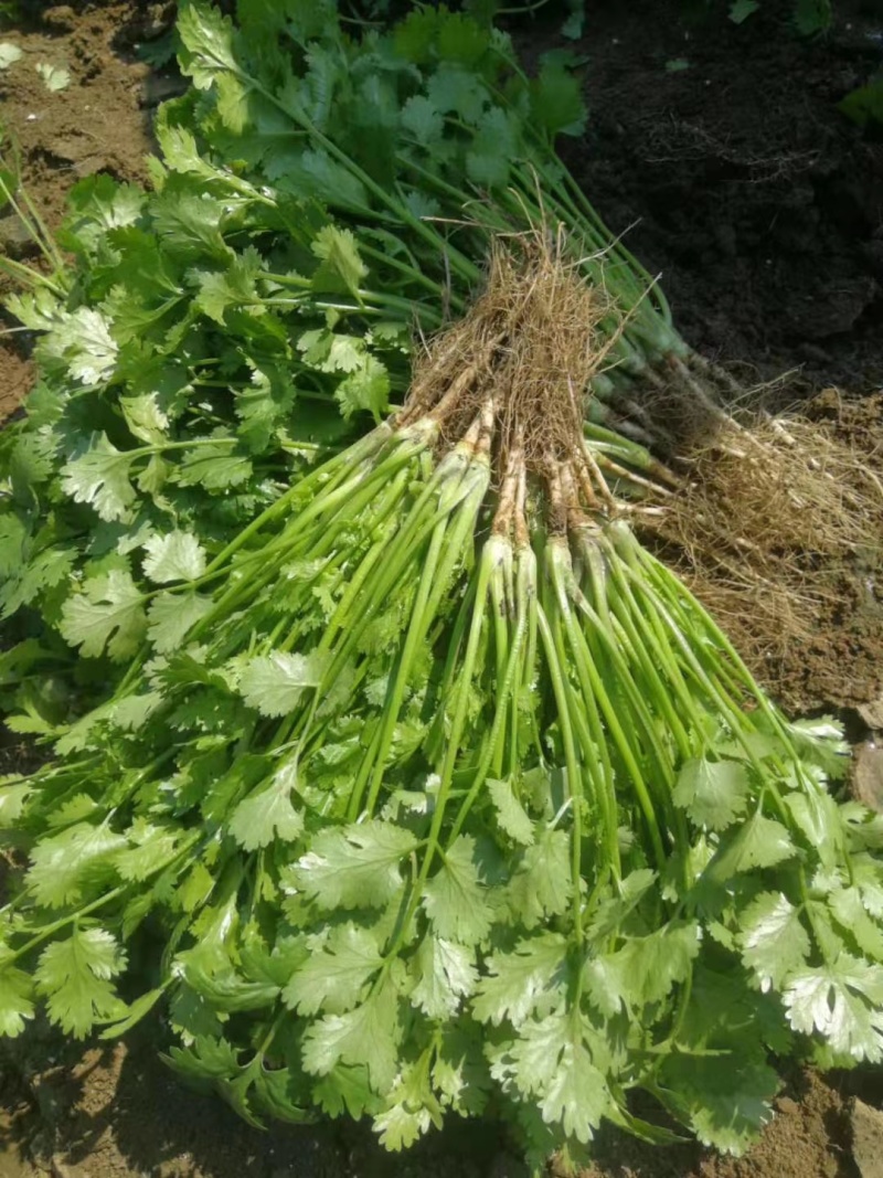 精品大叶香菜
