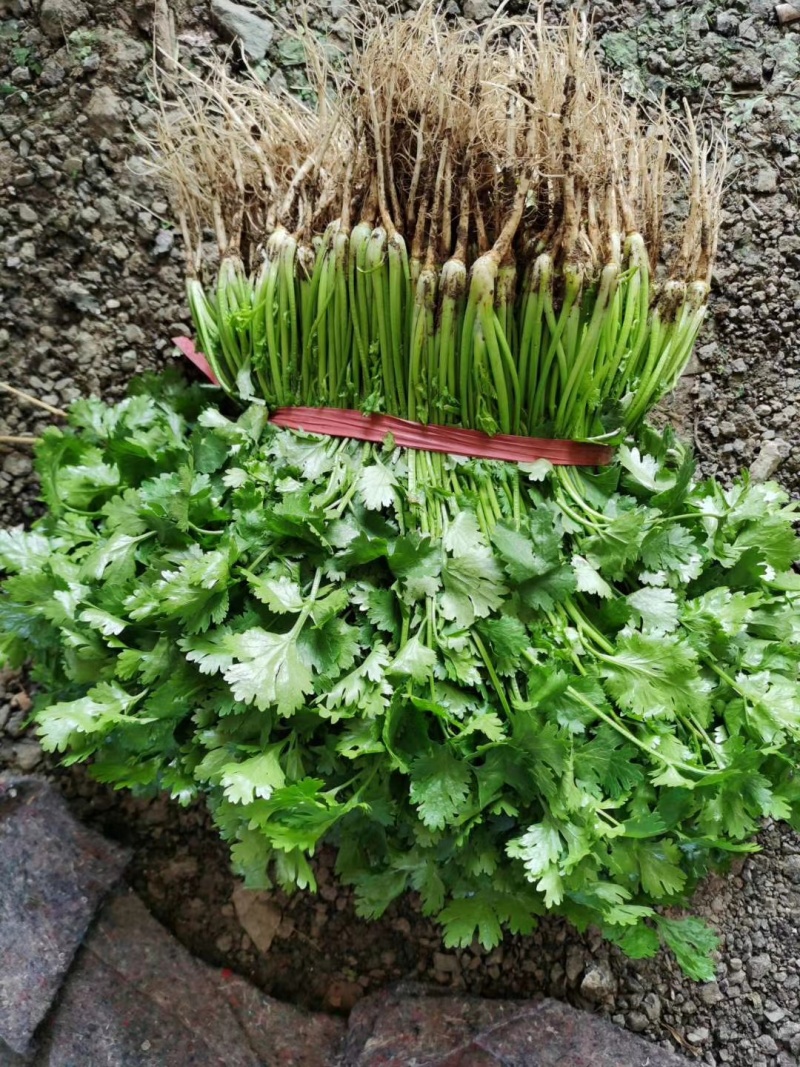 精品大叶香菜