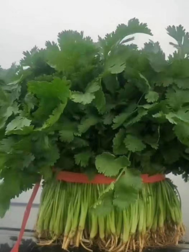 精品大叶香菜