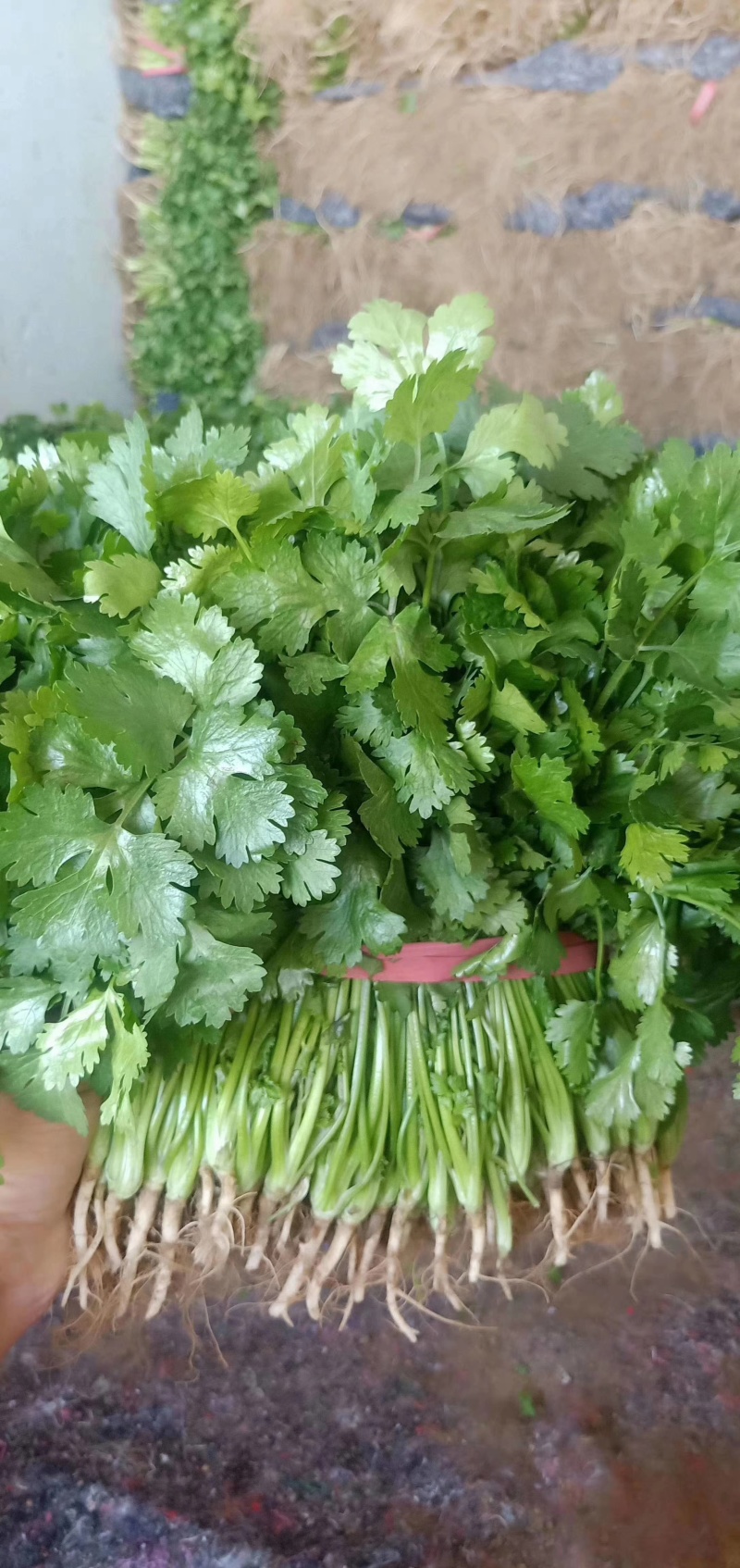 精品大叶香菜