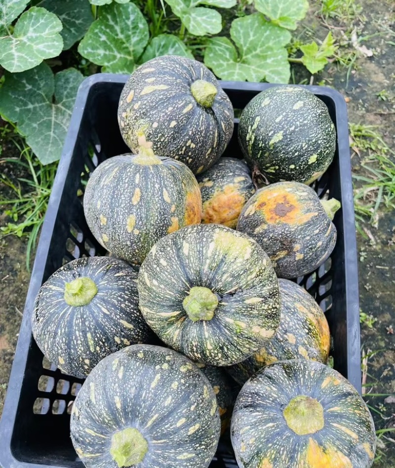 南瓜陕西精品南瓜基地直发量大从优欢迎来电咨询