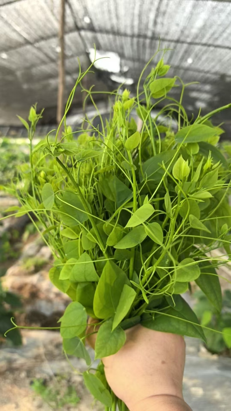 姑娘菜又名龙须菜