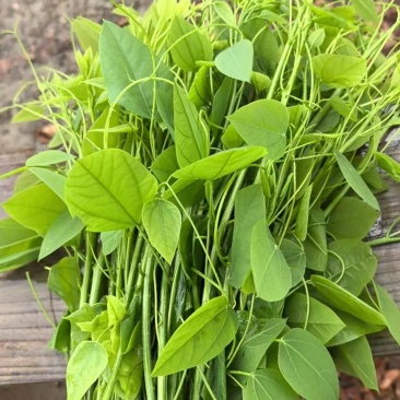 姑娘菜又名龙须菜