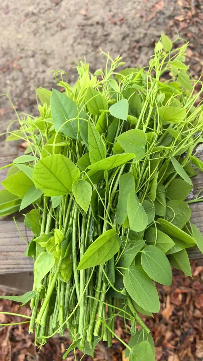 姑娘菜又名龙须菜