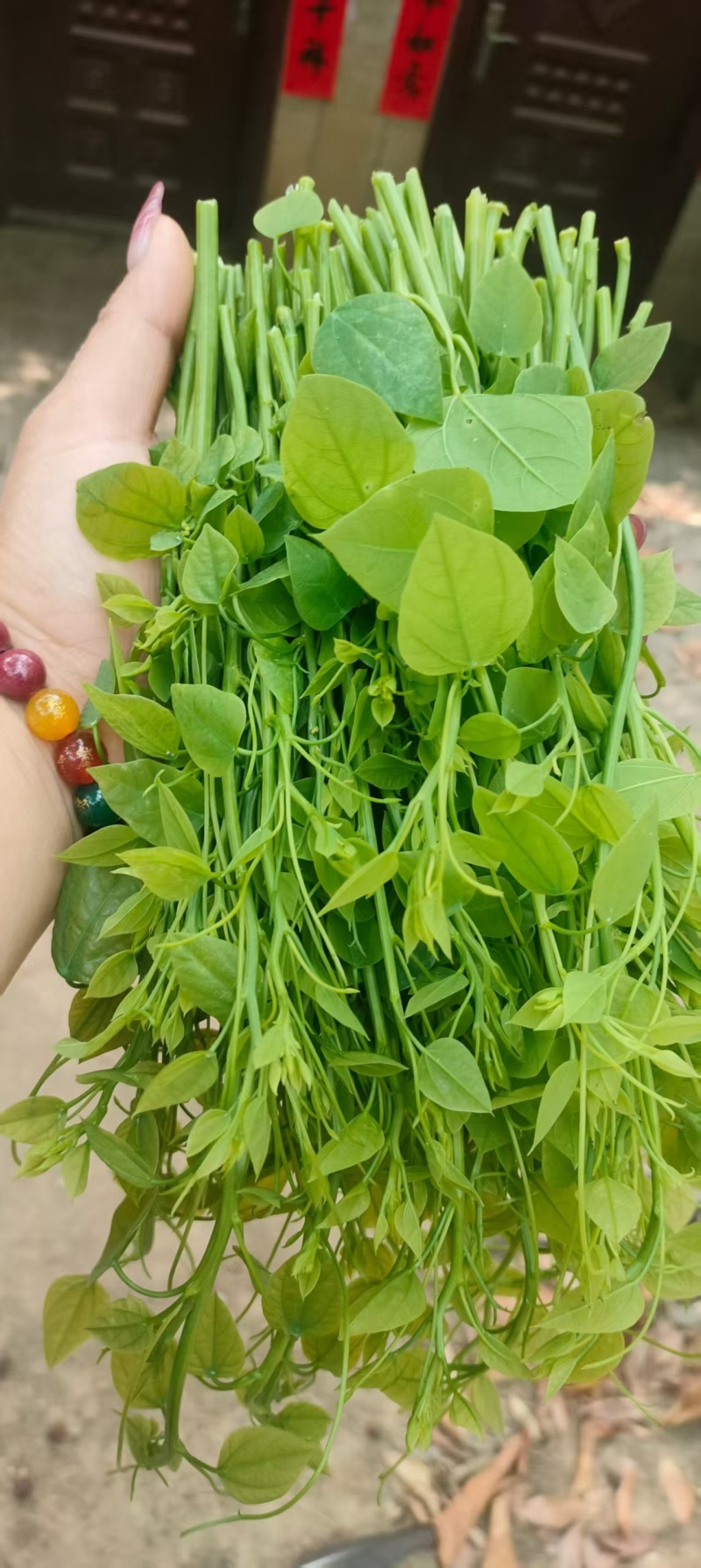 姑娘菜又名龙须菜