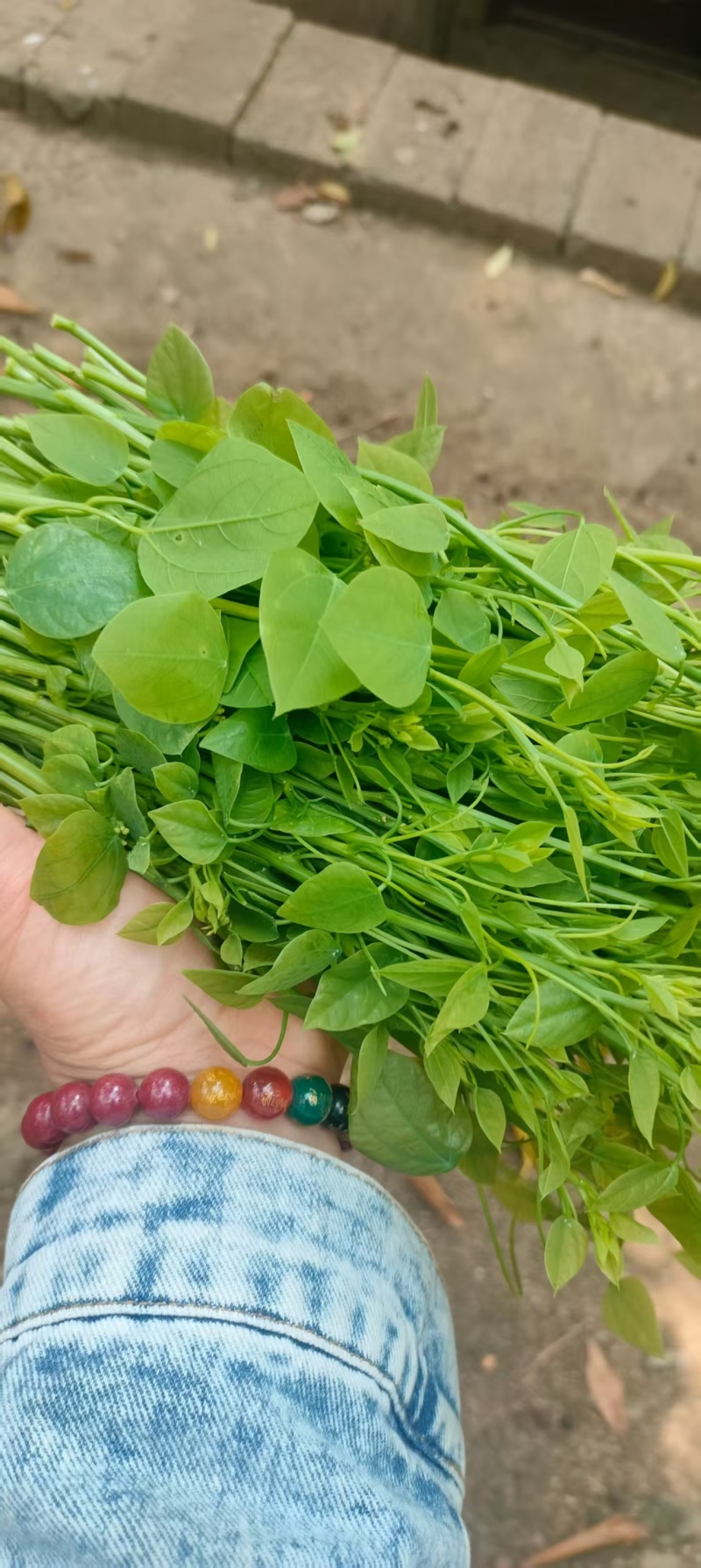 姑娘菜又名龙须菜