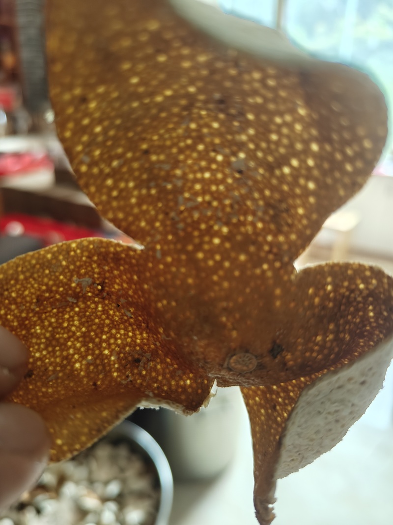 广东厂家直销精选陈皮***长期有货优质保证