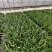 百子莲白子莲基地常年销售各种绿化苗木