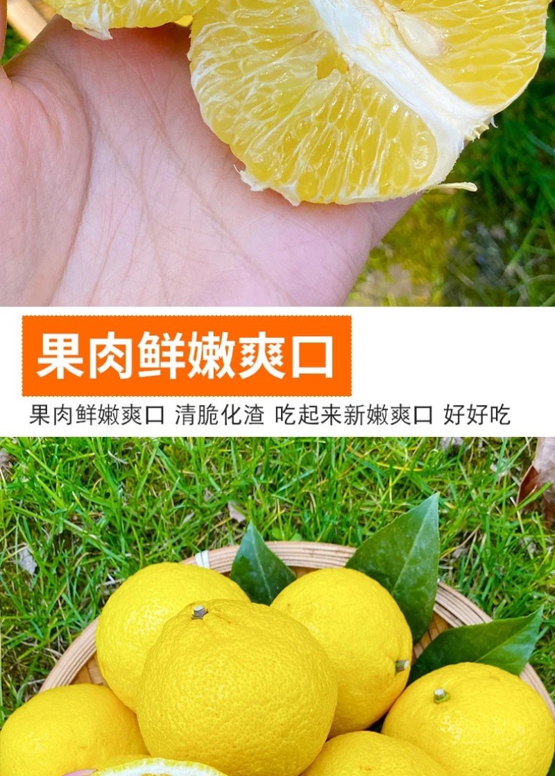 正宗纯甜湖南怀化芷江黄金贡柚土柚子当季新鲜水果一件代发
