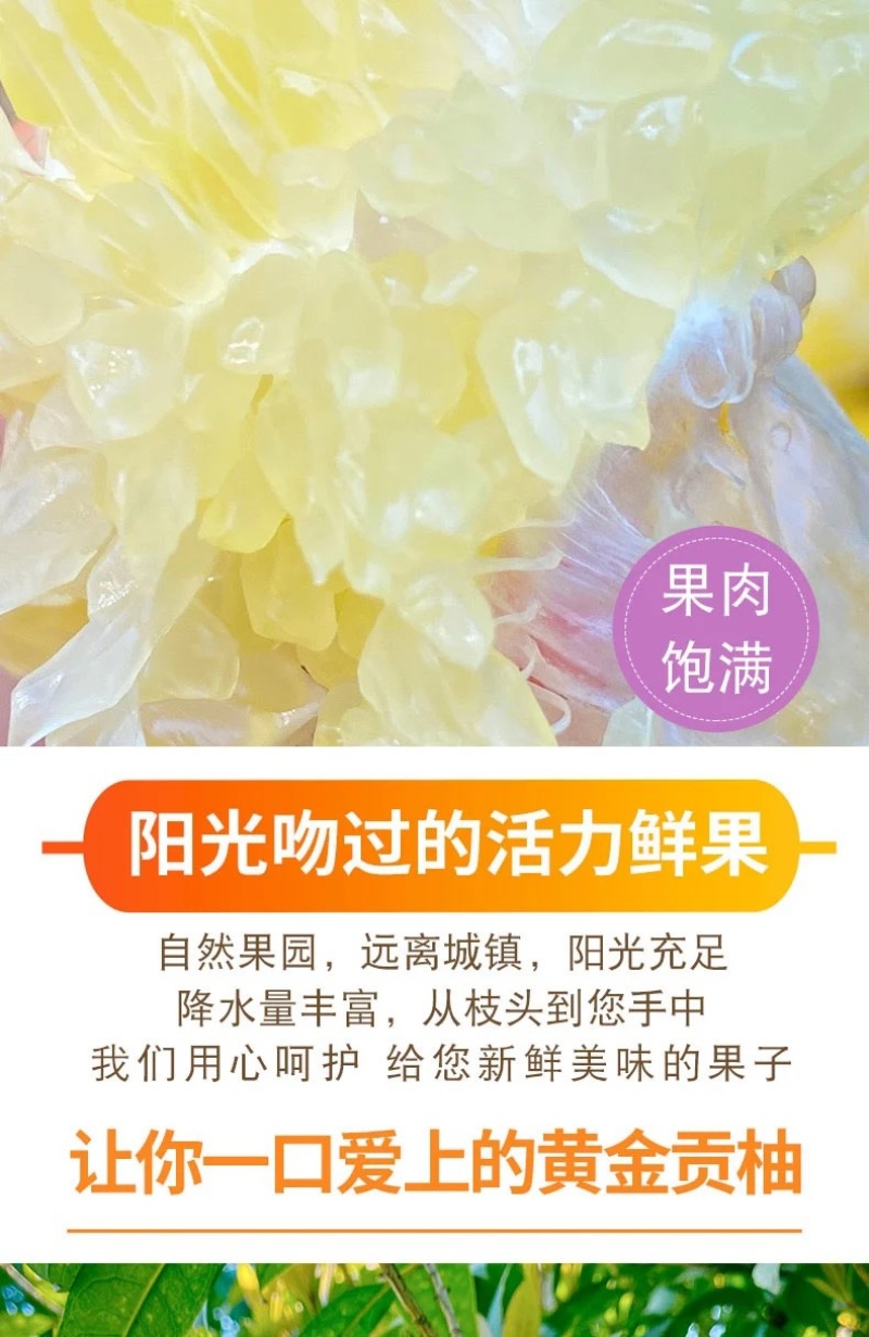正宗纯甜湖南怀化芷江黄金贡柚土柚子当季新鲜水果一件代发