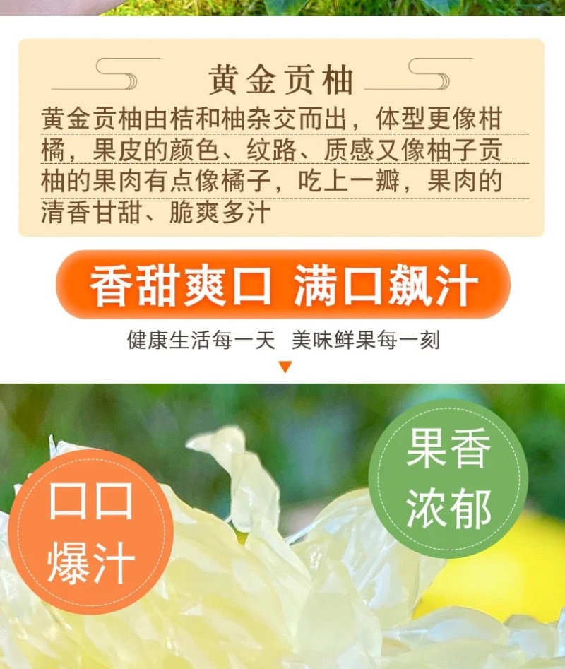 正宗纯甜湖南怀化芷江黄金贡柚土柚子当季新鲜水果一件代发