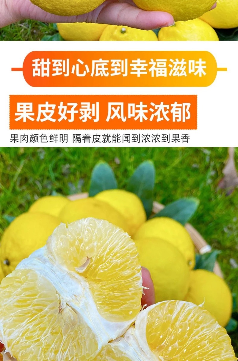 正宗纯甜湖南怀化芷江黄金贡柚土柚子当季新鲜水果一件代发