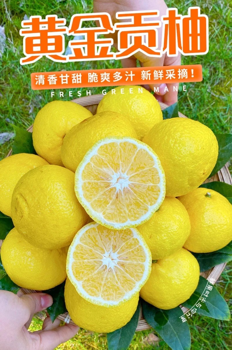正宗纯甜湖南怀化芷江黄金贡柚土柚子当季新鲜水果一件代发