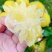 正宗纯甜湖南怀化芷江黄金贡柚土柚子当季新鲜水果一件代发