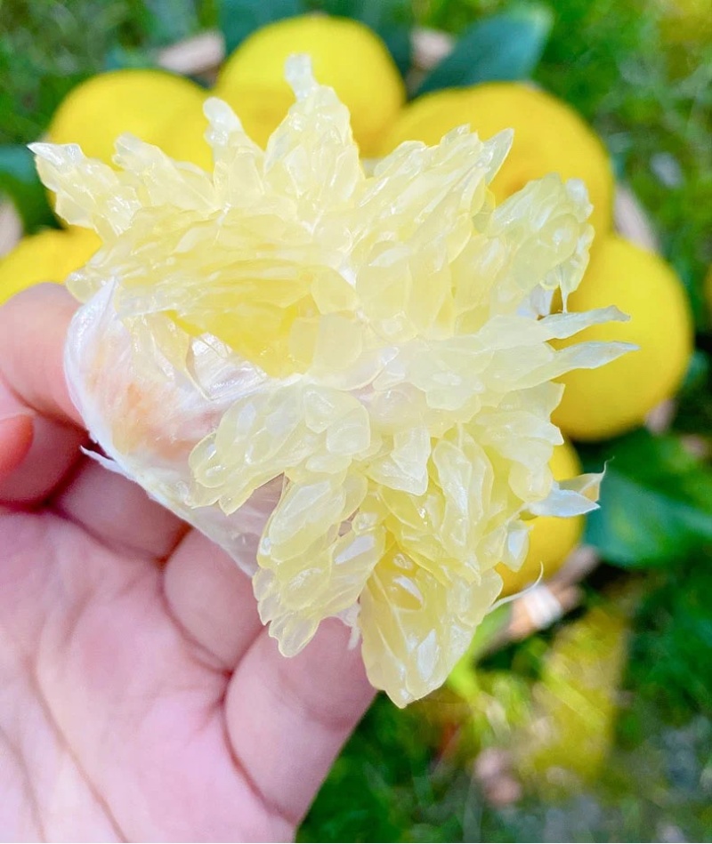 正宗纯甜湖南怀化芷江黄金贡柚土柚子当季新鲜水果一件代发