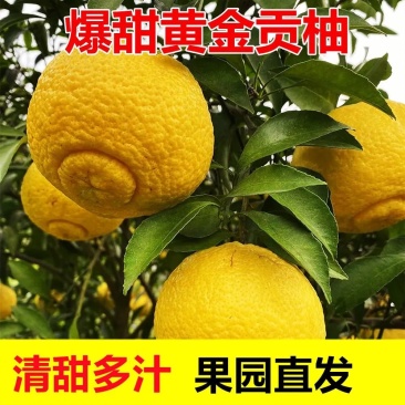 正宗纯甜湖南怀化芷江黄金贡柚土柚子当季新鲜水果一件代发