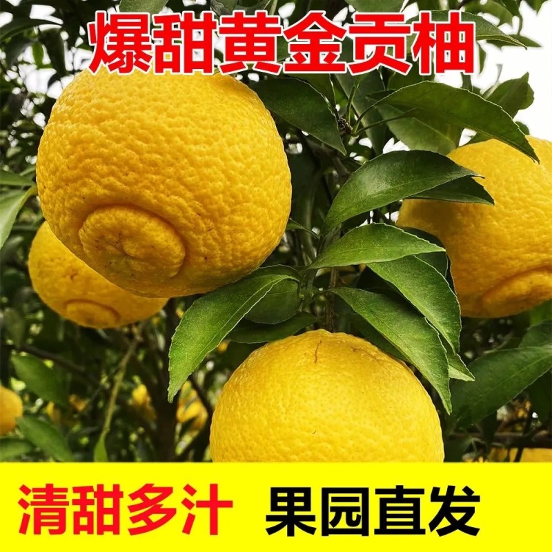 正宗纯甜湖南怀化芷江黄金贡柚土柚子当季新鲜水果一件代发