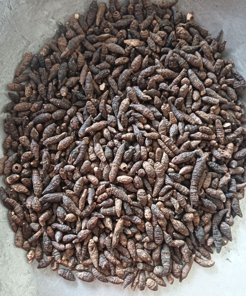 香附香附个香附片多个规格任选现货供应欢迎选购