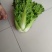 精品毛白菜上市，量大从优，需要的老板，与我电话联系！