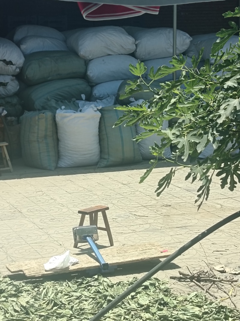 干，绿，整状，无杂质绿柿叶