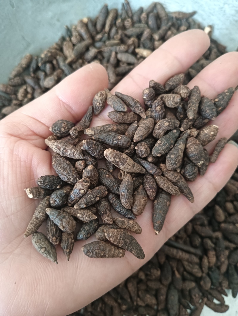 生香附个香附片现货供应批发各种中药材量大优惠