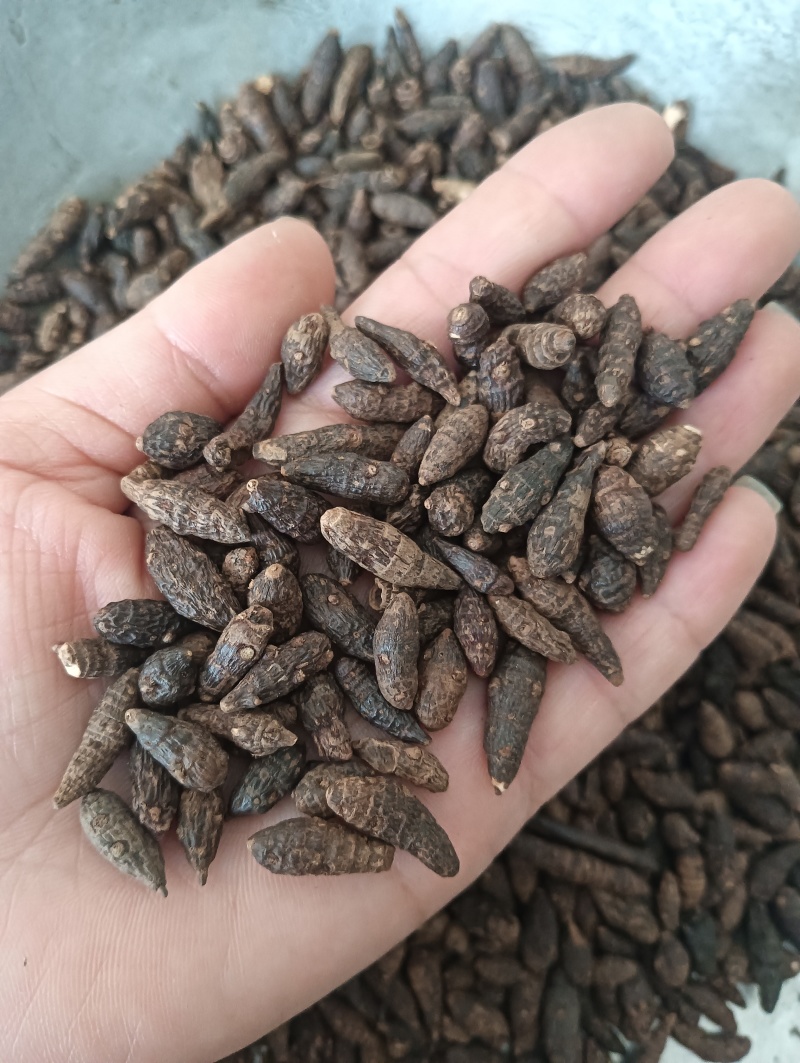 生香附个香附片现货供应批发各种中药材量大优惠
