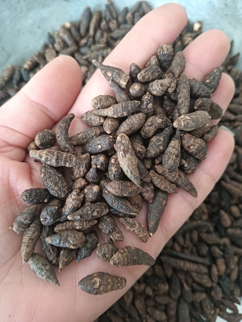 生香附个香附片现货供应批发各种中药材量大优惠