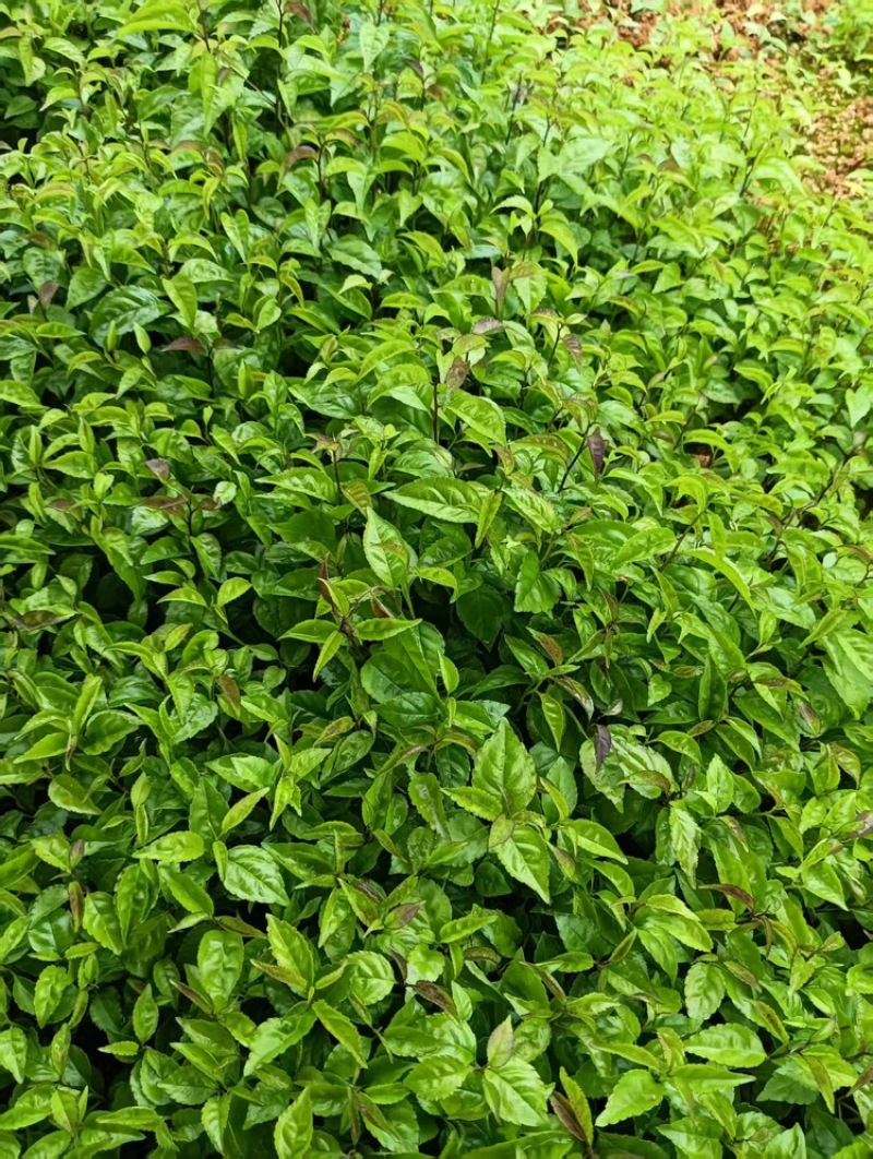 广西优质岗梅芽苗产地直发品种优良质量保证
