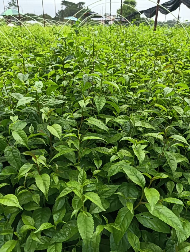 广西优质岗梅芽苗产地直发品种优良质量保证
