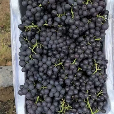 河北精品玫瑰香葡萄产地直发一手货源质量保证代发