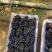 河北精品玫瑰香葡萄产地直发一手货源质量保证代发