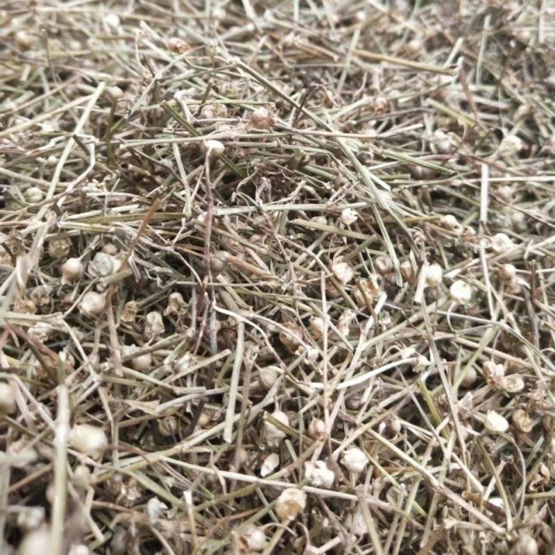 白花蛇舌草野生正宗百花蛇舌草晒干半枝莲新鲜煮水无硫干货白花草
