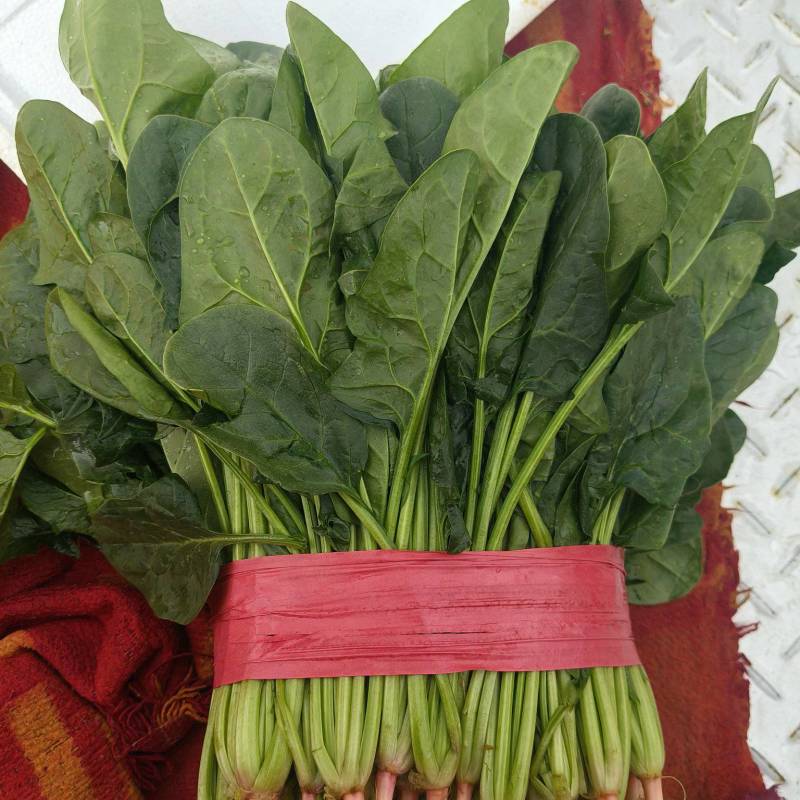 本地菠菜上市了