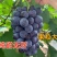 【实力商家】精品夏黑葡萄颗粒饱满多汁甜度高大量供应