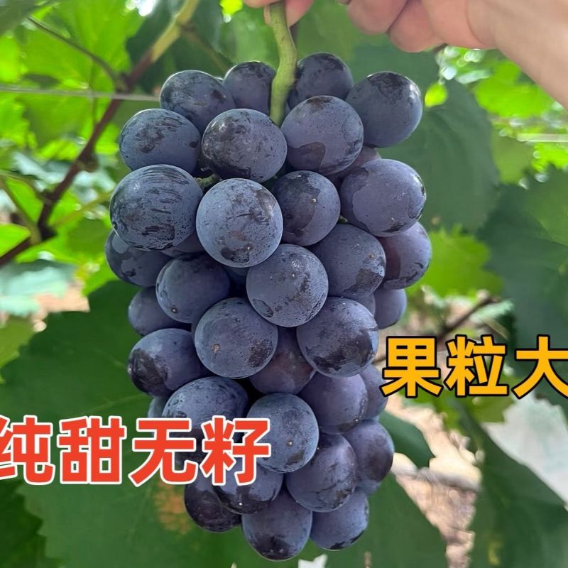 【实力商家】精品夏黑葡萄颗粒饱满多汁甜度高大量供应
