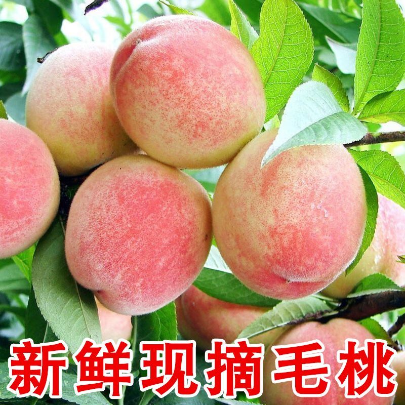 精品毛桃口感脆甜多汁产地直发对接商超市场大量供应