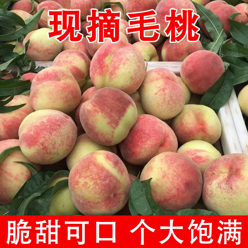 精品毛桃口感脆甜多汁产地直发对接商超市场大量供应