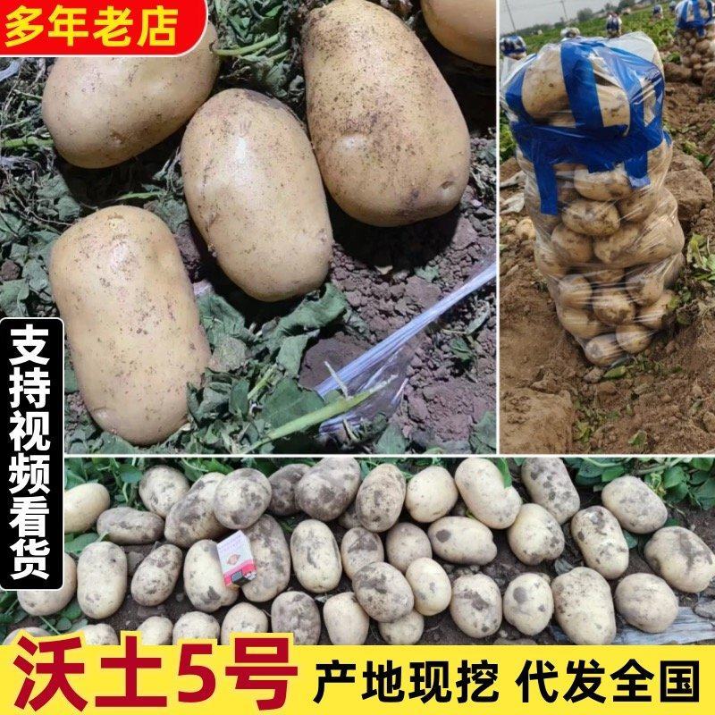 【高人气】河南沃土土豆现挖现发干净杂质少表皮光滑无青头机