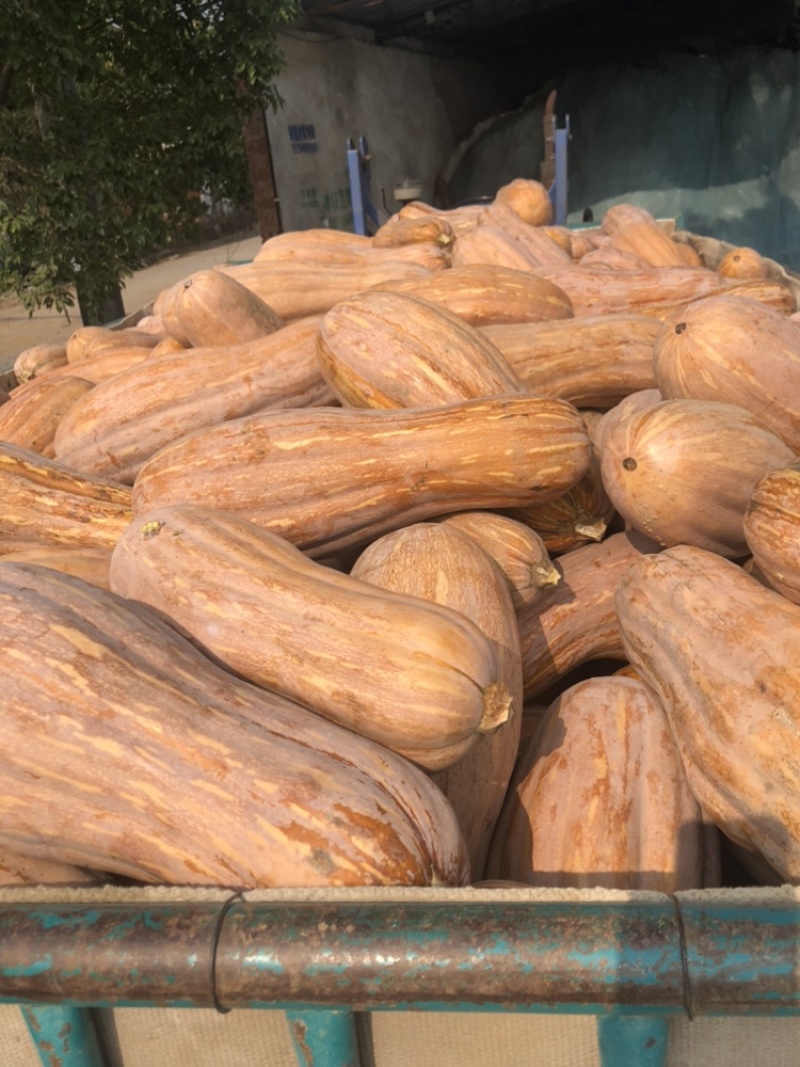 湖北金韩蜜本南瓜全黄南瓜产地直供老南瓜