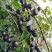 岗梅鲜果\去皮干净子\催芽种子
