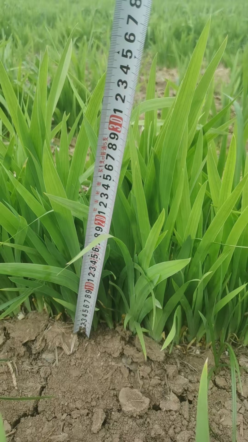 射干苗，低成本介入药材，种一次收三年，免费提供种植技术。