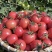 贝贝小番茄贝贝圣女果贝贝小柿子大量供应物美价廉