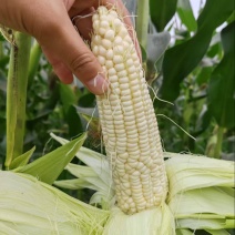 精品甜糯玉米大量供应，四川产地直发，货源充足，量大从优