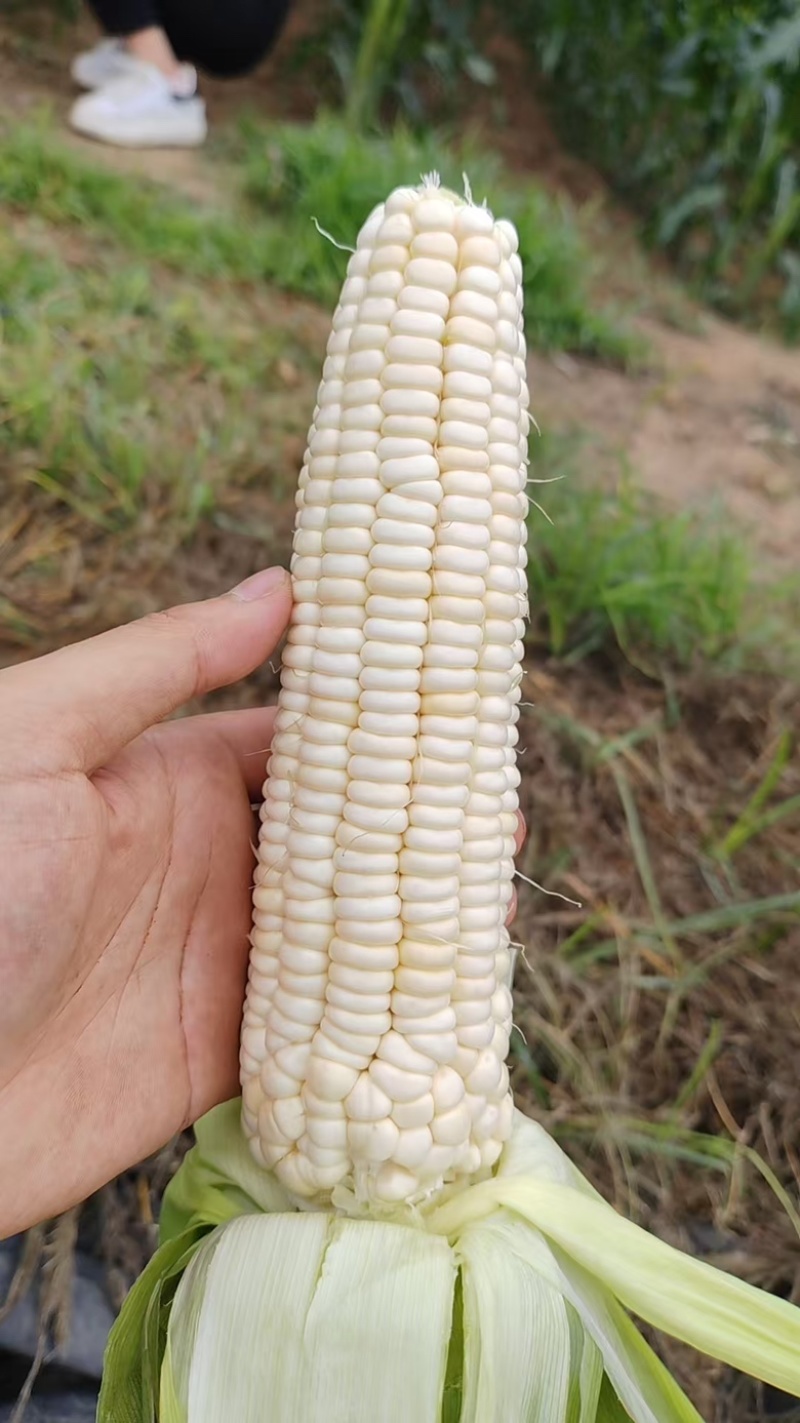 精品甜糯玉米大量供应，四川产地直发，货源充足，量大从优