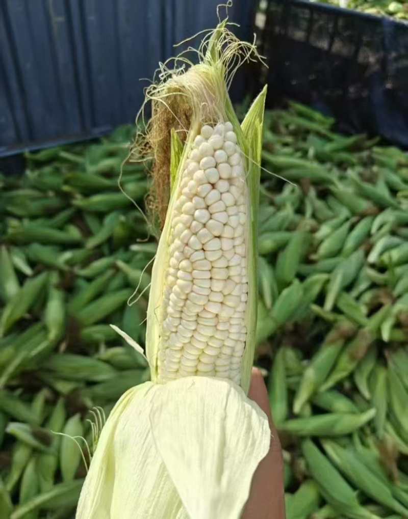 精品甜糯玉米大量供应，四川产地直发，货源充足，量大从优
